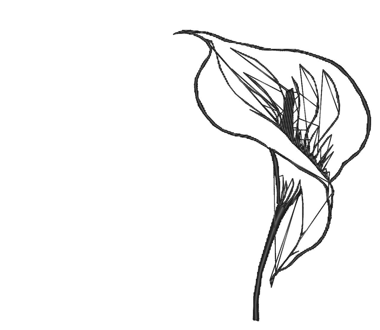 LILY