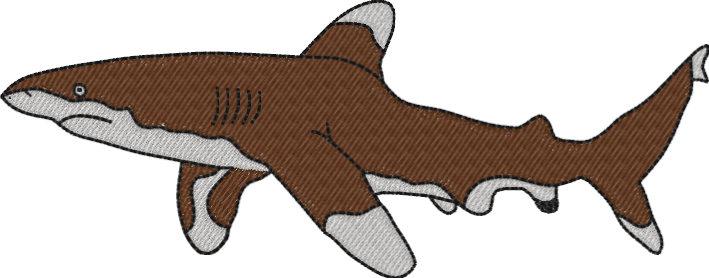 Oceanic Whitetip Shark