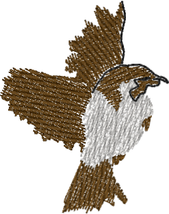 Little Bird