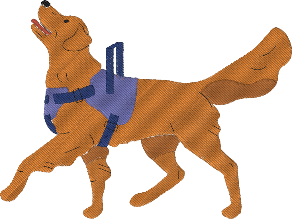Golden retriever mobility service dog
